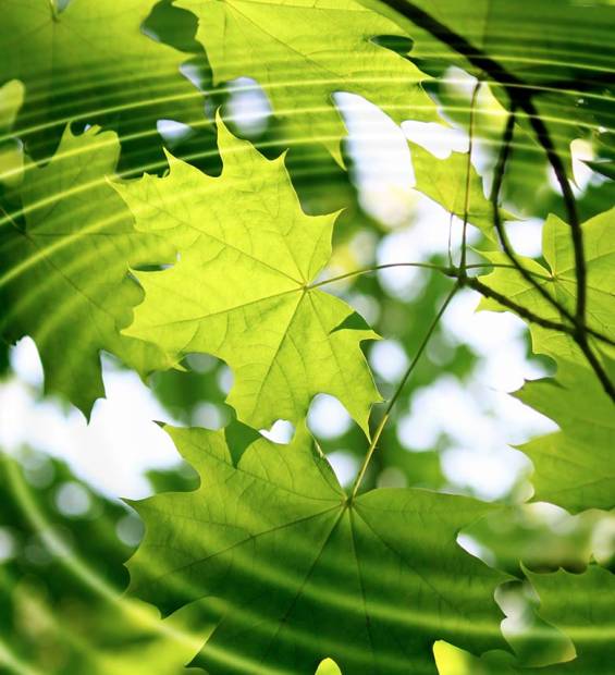 Certificazione ISO 14001/EMAS